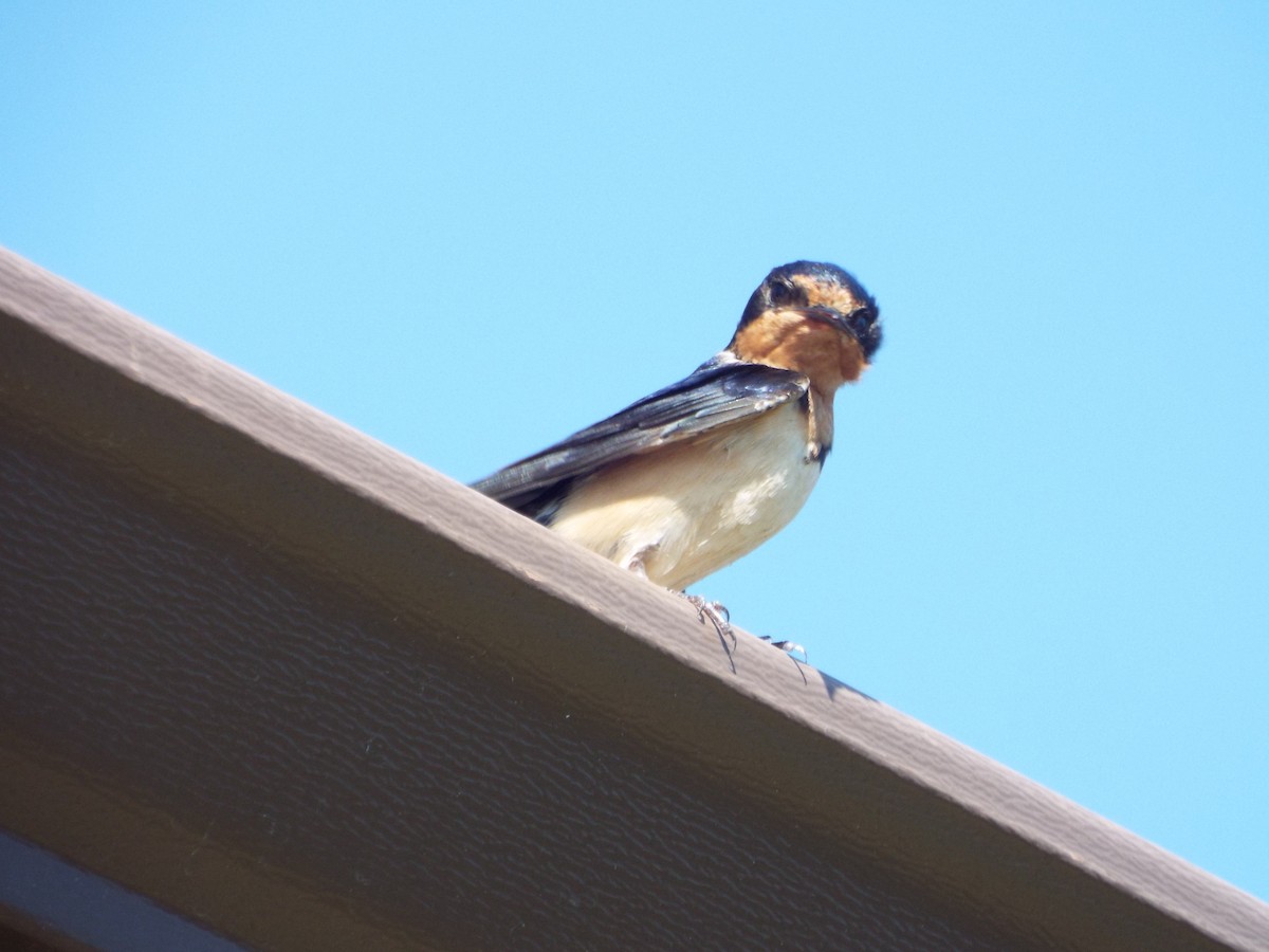 Barn Swallow - michael pfalzgraf