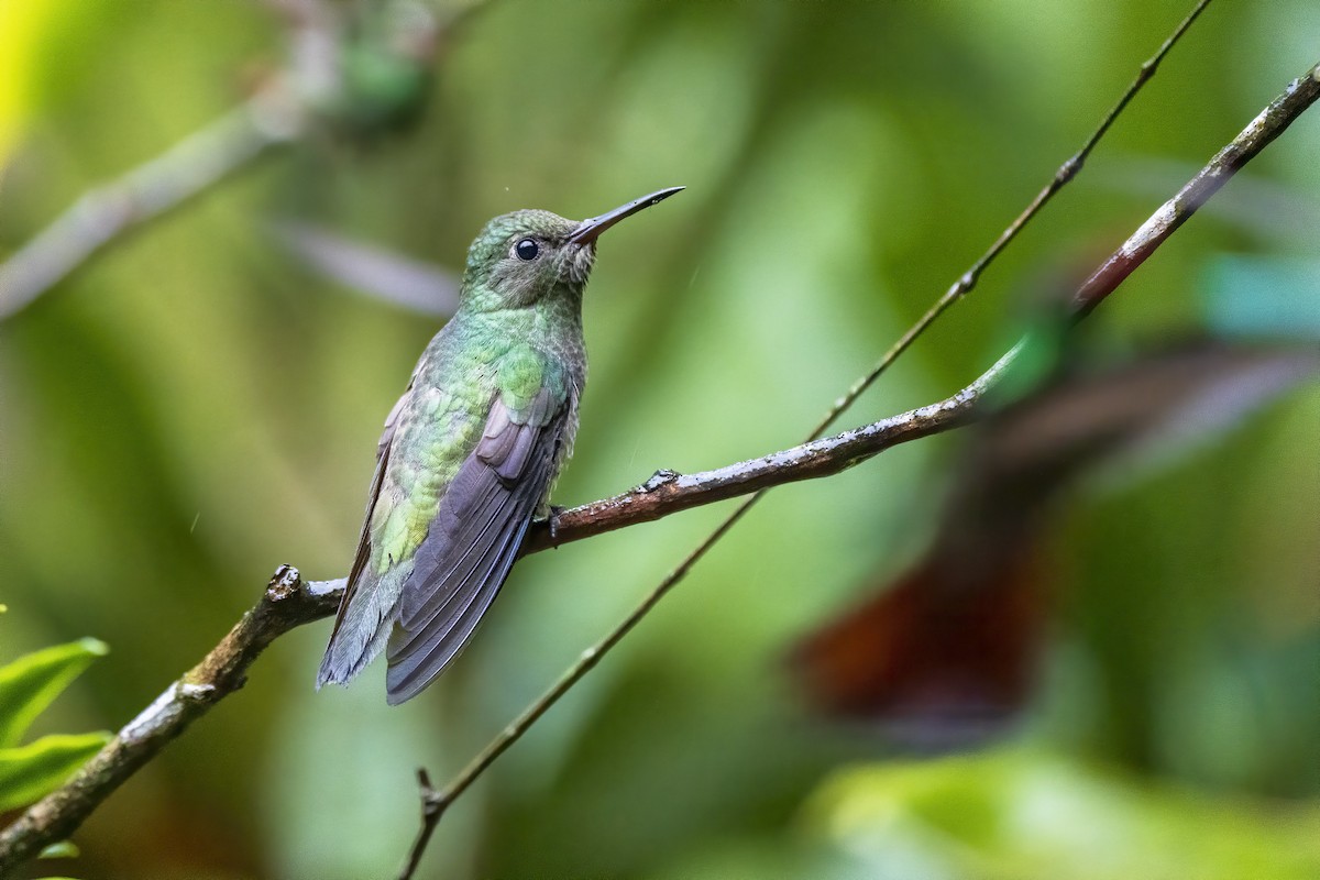 kolibřík skvrnitoprsý - ML315458721