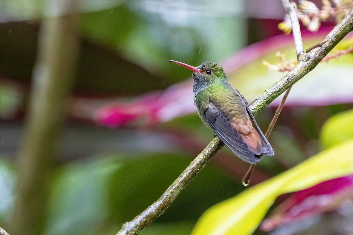 Rufous-tailed Hummingbird - ML315458791
