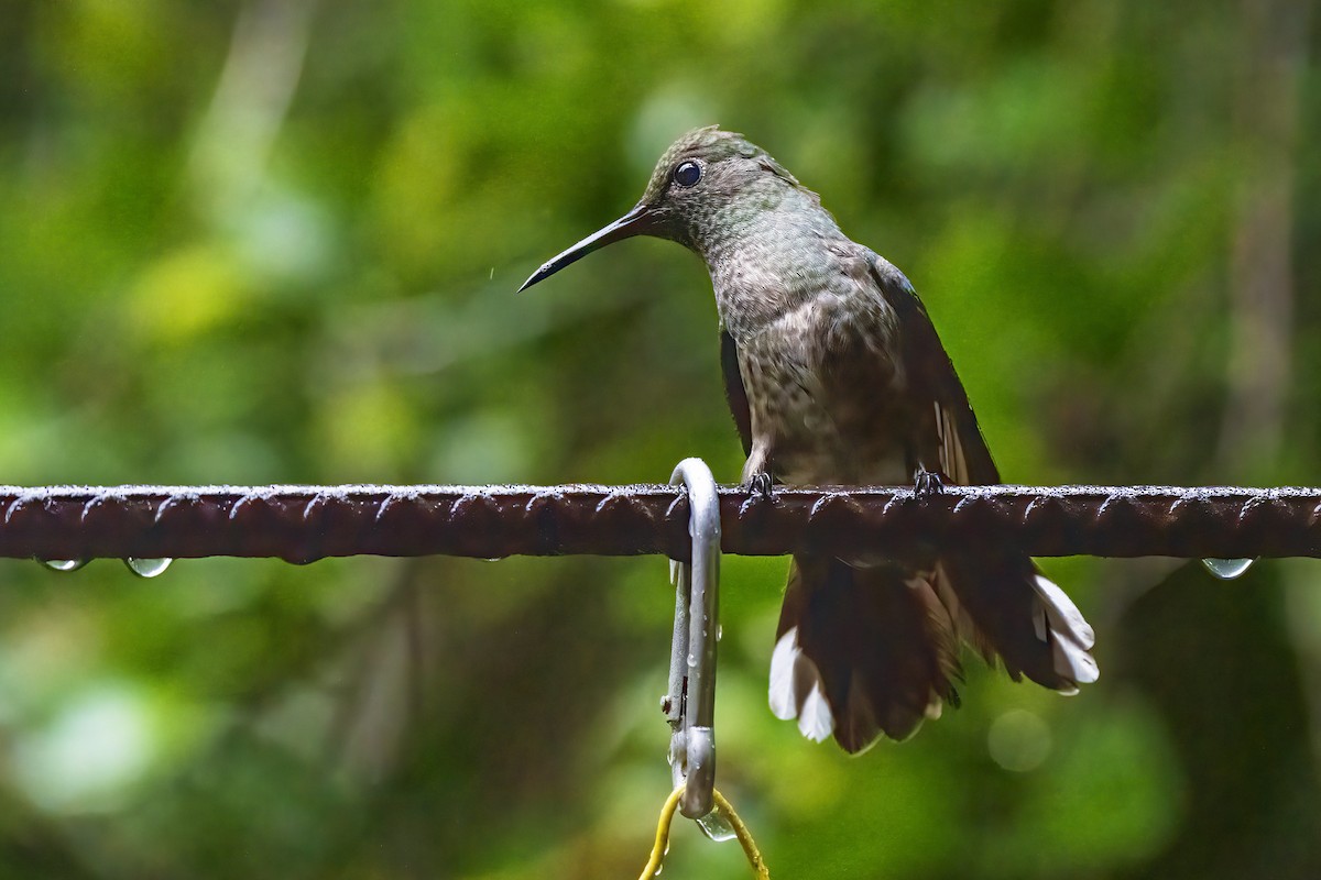 Scaly-breasted Hummingbird - ML315459051