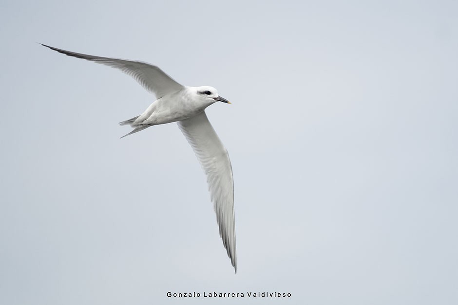 Snowy-crowned Tern - ML31546431