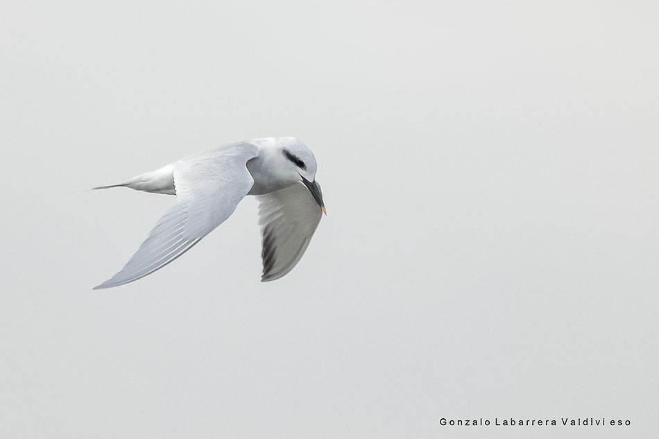 Snowy-crowned Tern - Gonzalo Labarrera