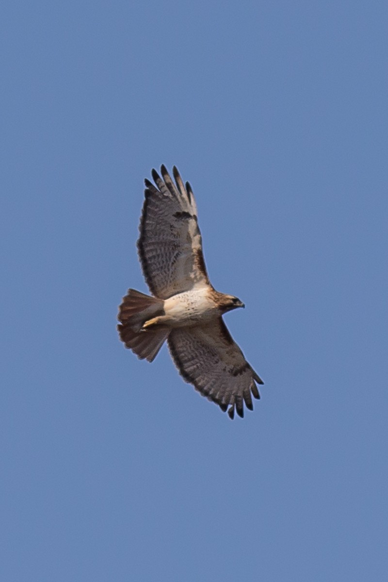 Red-tailed Hawk - ML315465001