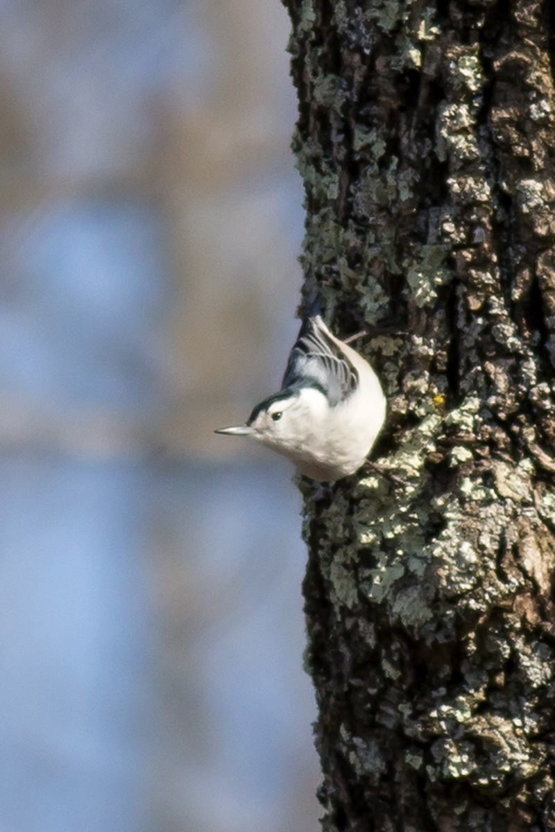 White-breasted Nuthatch - ML315465081