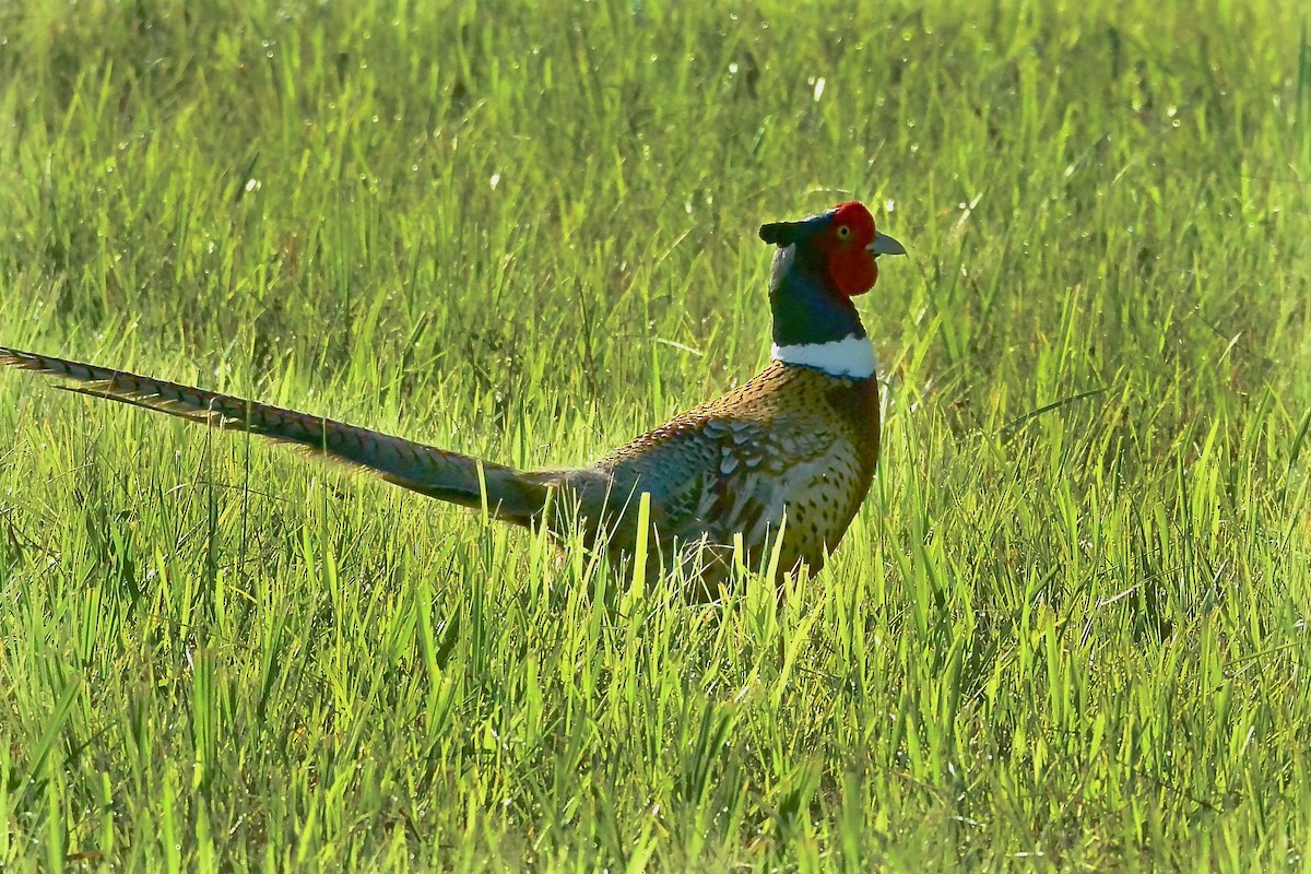Ring-necked Pheasant - Seth Honig