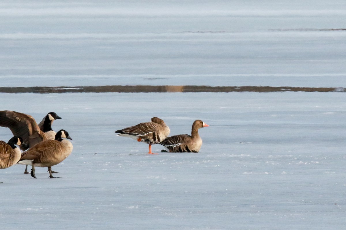 Greater White-fronted Goose - ML315471121