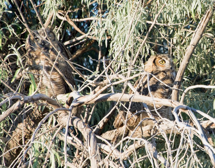 Great Horned Owl - ML31547591
