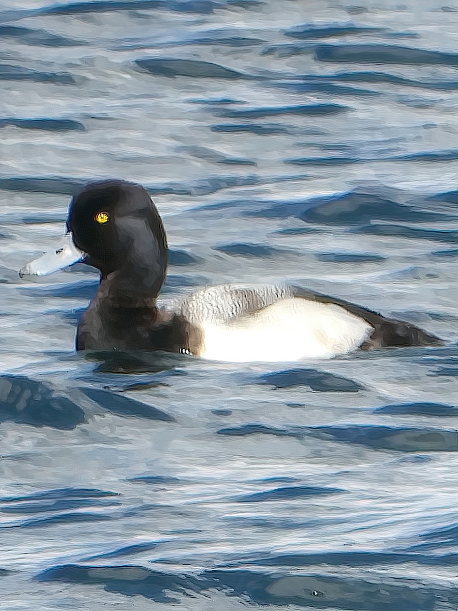 Greater Scaup - ML315476701