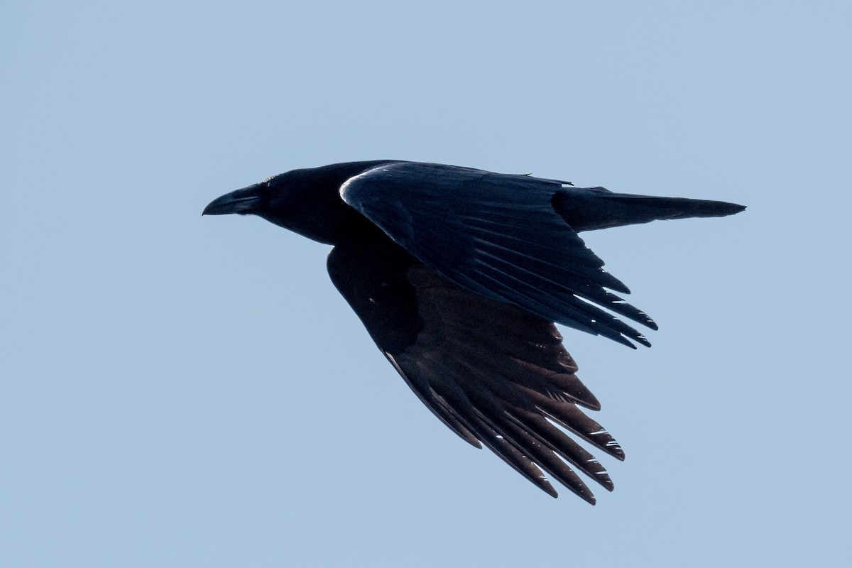 Common Raven - ML315477201