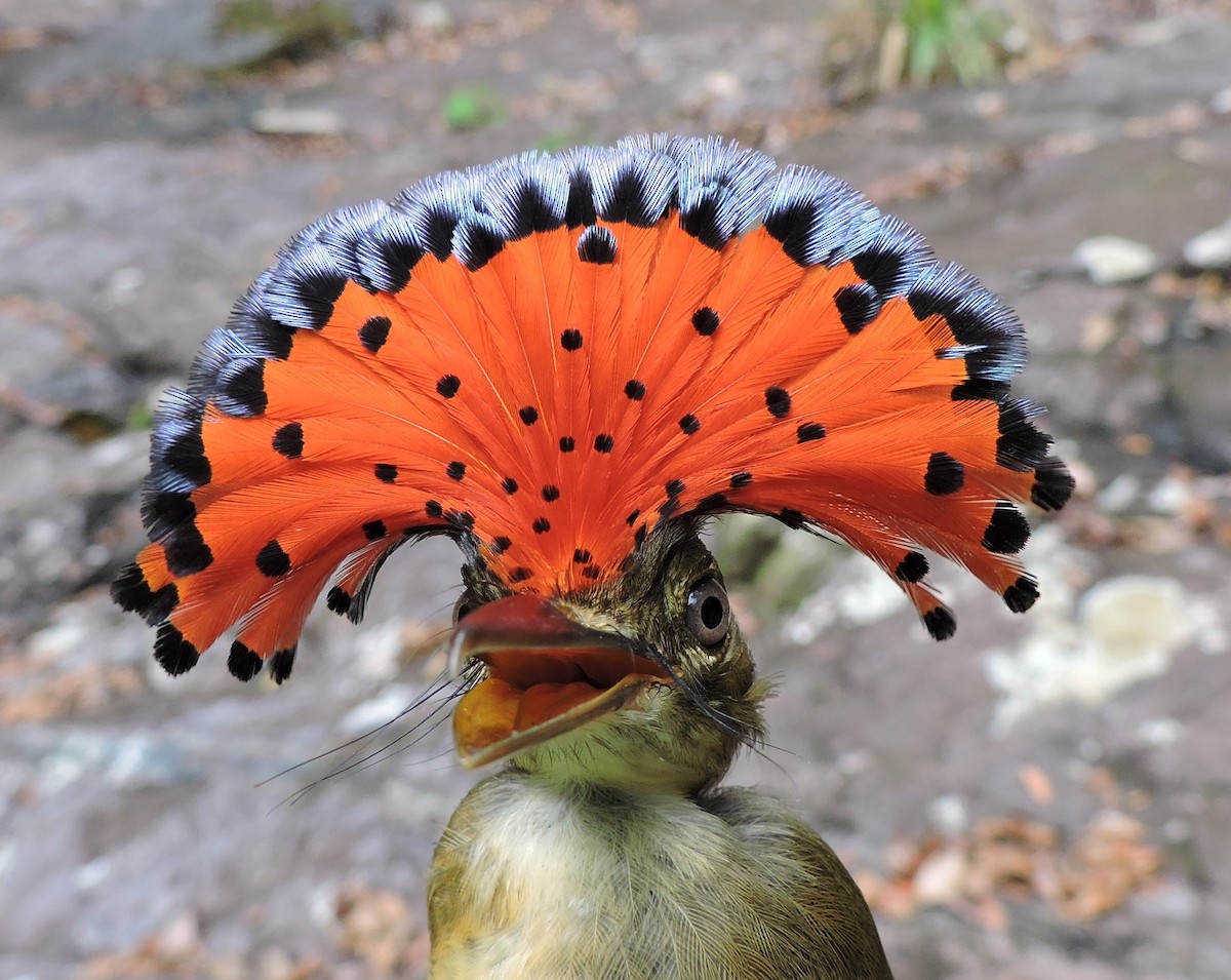 Tropical Royal Flycatcher - Georges Duriaux