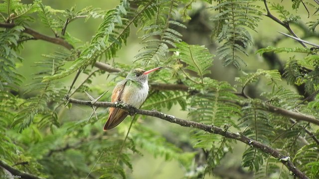 Amazilia Hummingbird - ML315480321