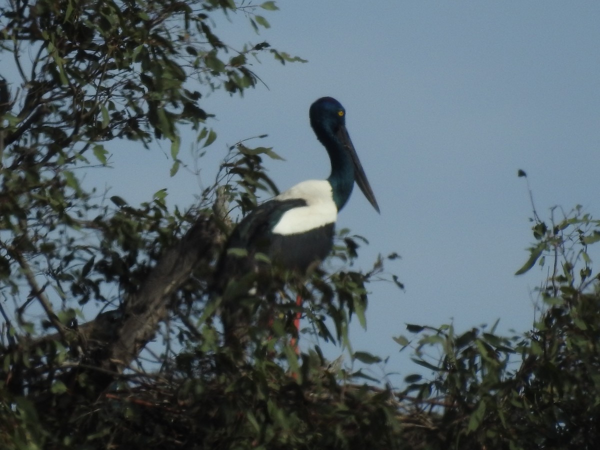 Black-necked Stork - ML31548821