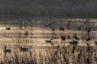 Canada Goose, ML315488891
