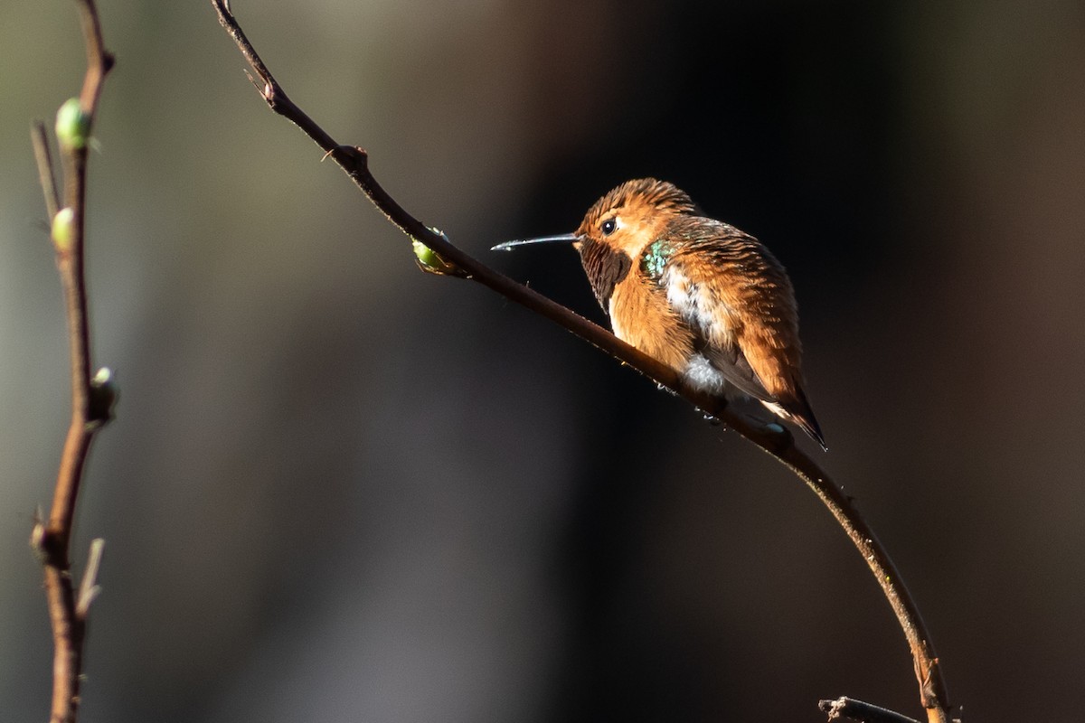 Allen's Hummingbird - Rob Fowler