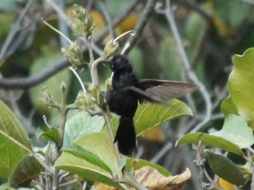 kolibřík mourovatý - ML31549511
