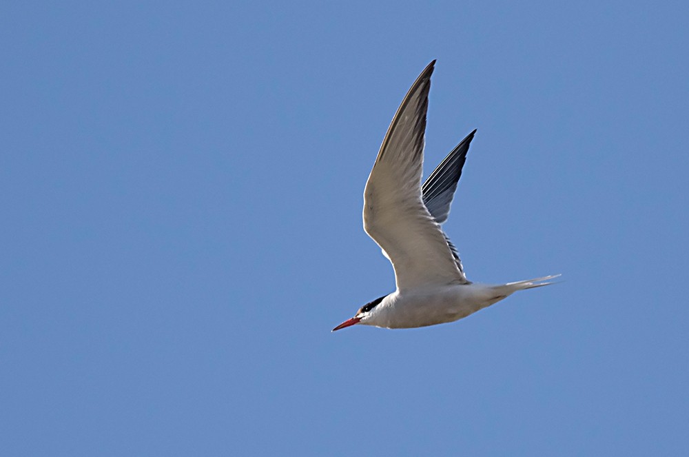 Common Tern - ML31549811