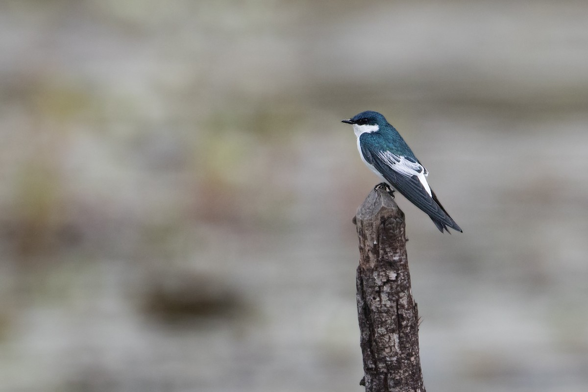 White-winged Swallow - ML315504451