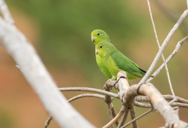 Cobalt Blue Parrotlet