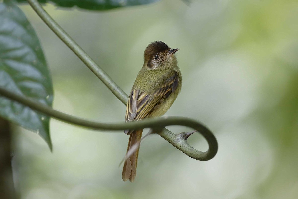Sepia-capped Flycatcher - ML315508411