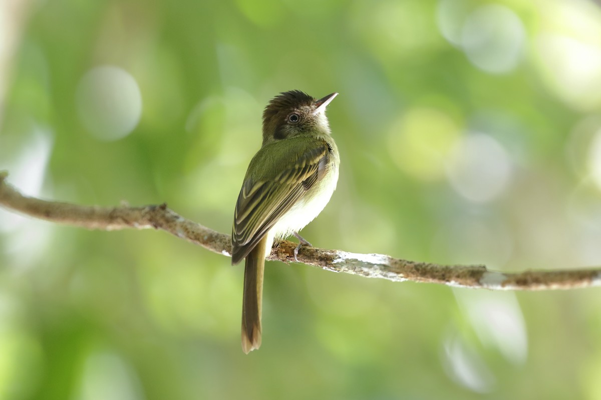 Sepia-capped Flycatcher - ML315508441
