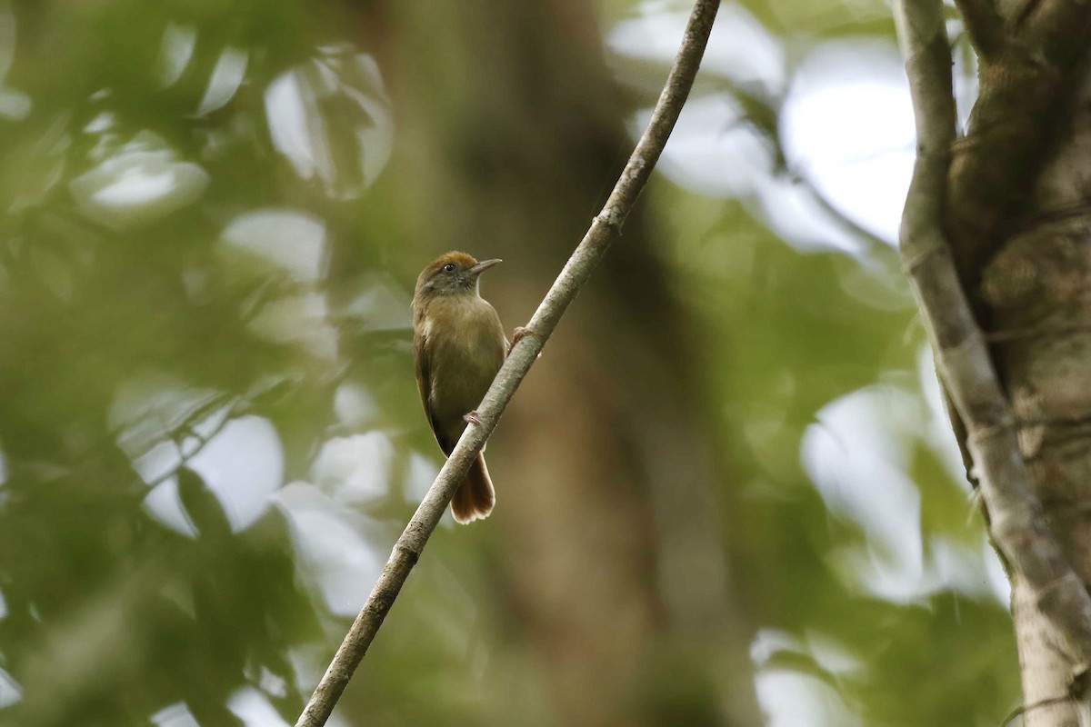 Tawny-crowned Greenlet - Timo Mitzen