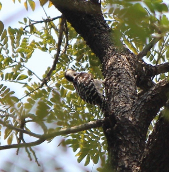 Freckle-breasted Woodpecker - ML315509491