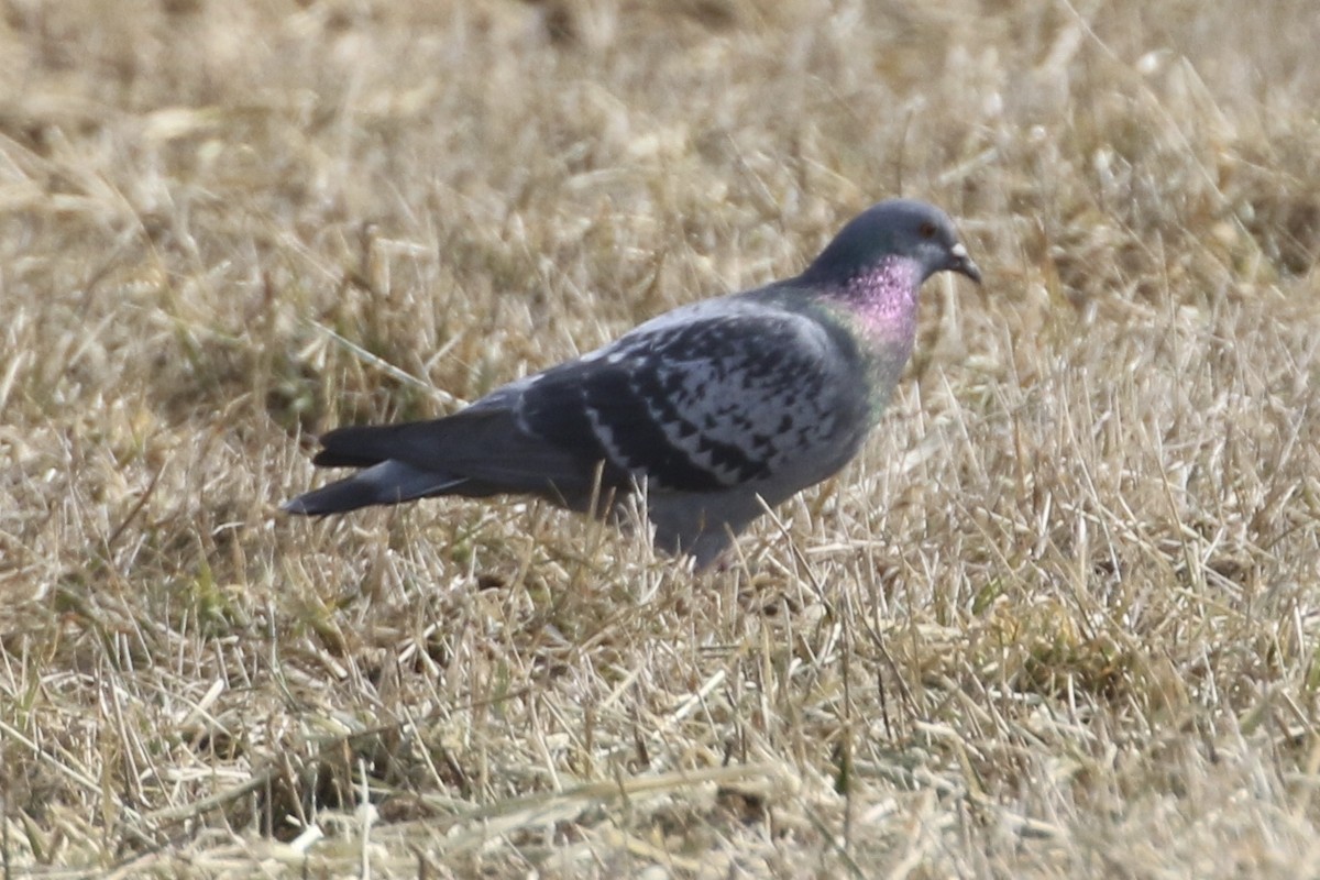 Rock Pigeon (Feral Pigeon) - Jim Smallwood