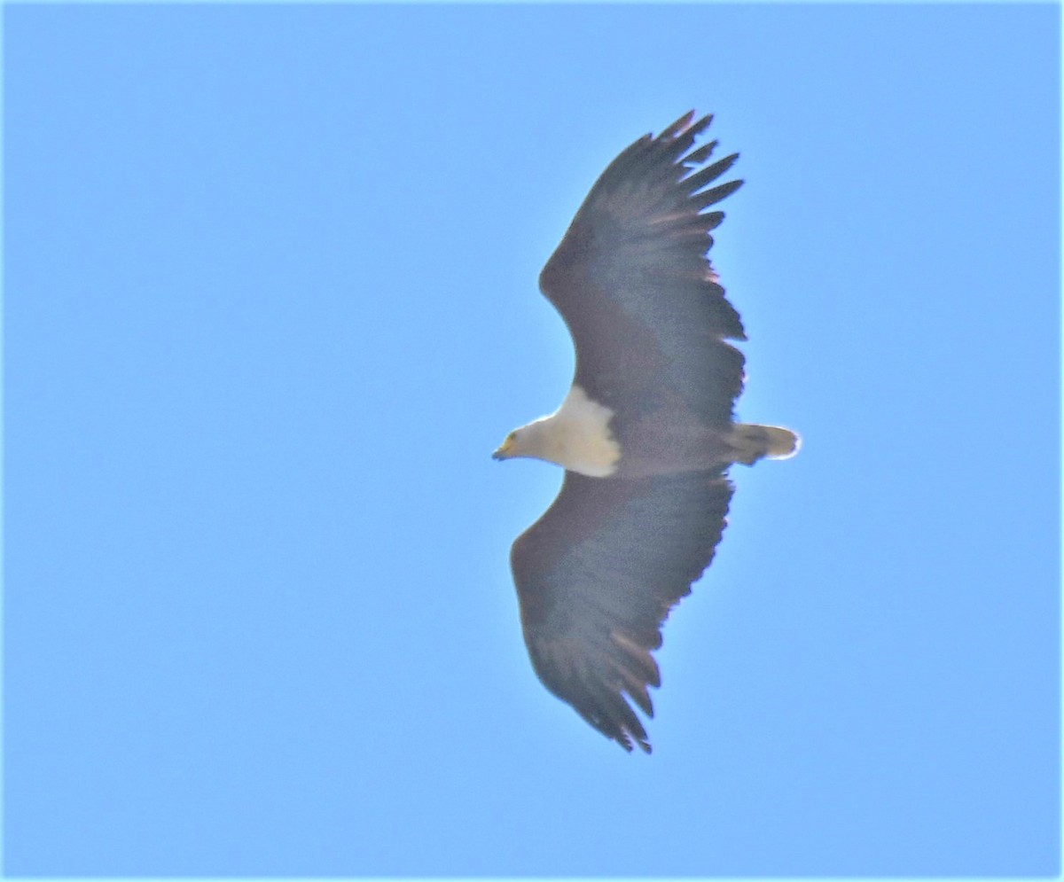 African Fish-Eagle - ML315512081