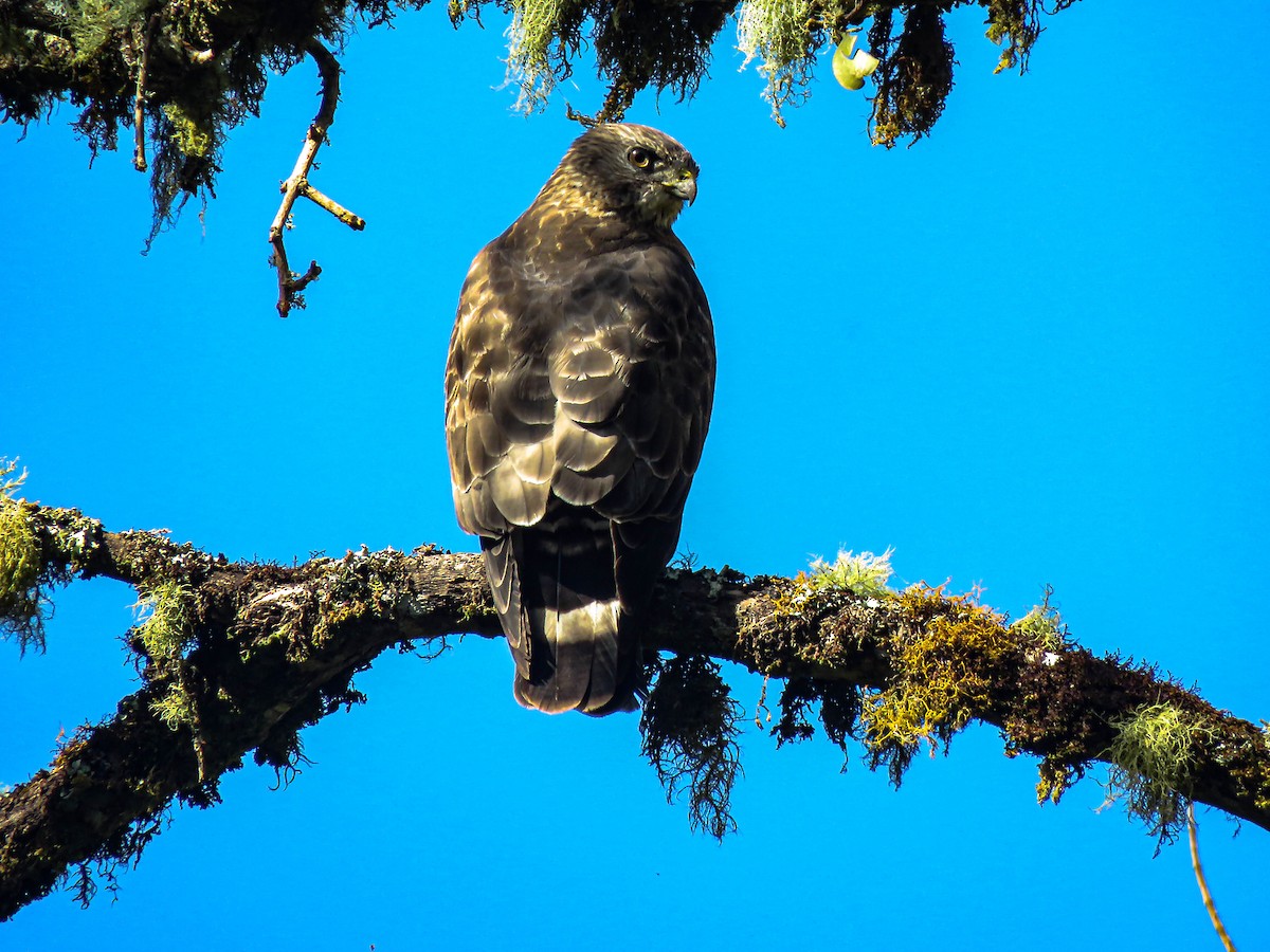 Broad-winged Hawk - Pajareros Birding Tours