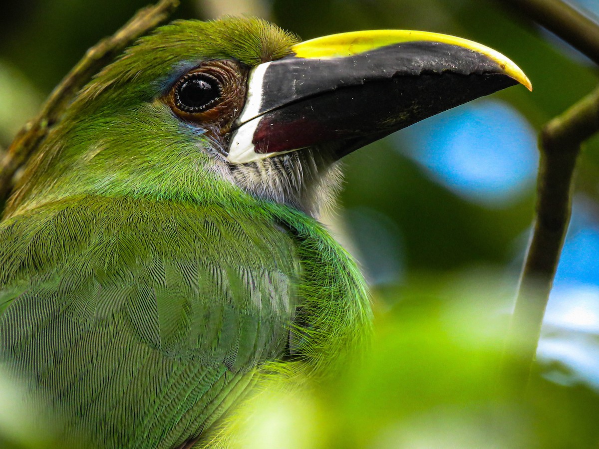 Southern Emerald-Toucanet - Pajareros Birding Tours