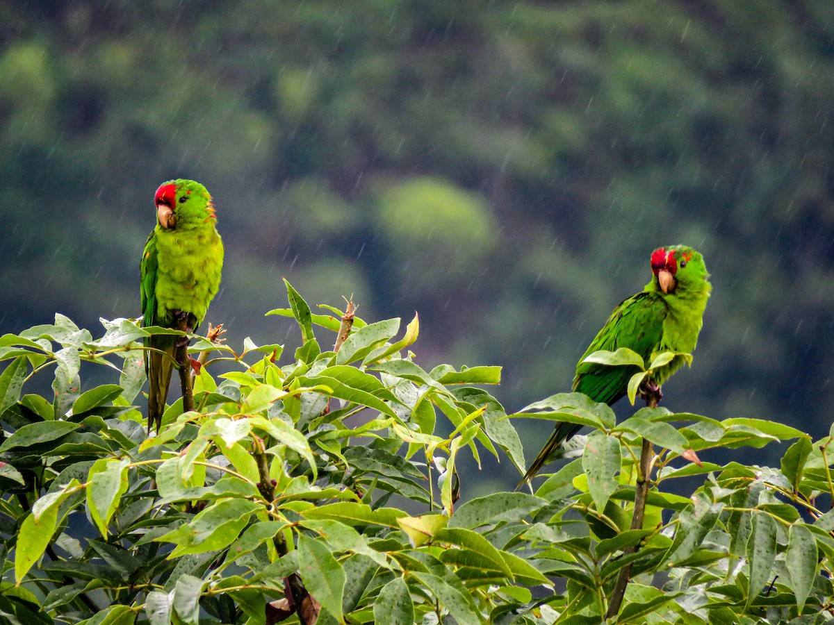 Scarlet-fronted Parakeet - Pajareros Birding Tours