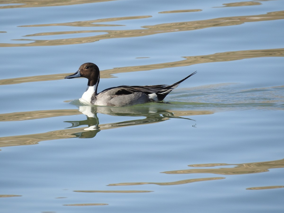 Northern Pintail - Lucy Ormond
