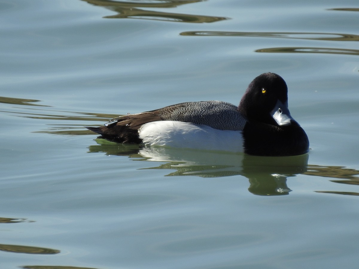 Greater Scaup - Lucy Ormond