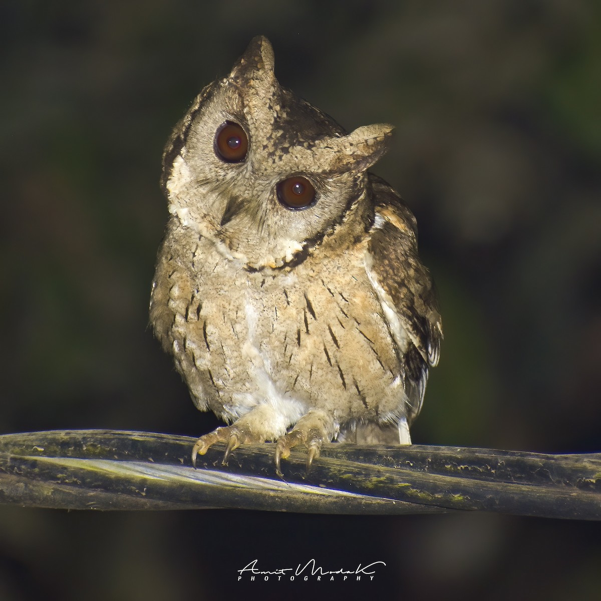Indian Scops-Owl - Amit Modak