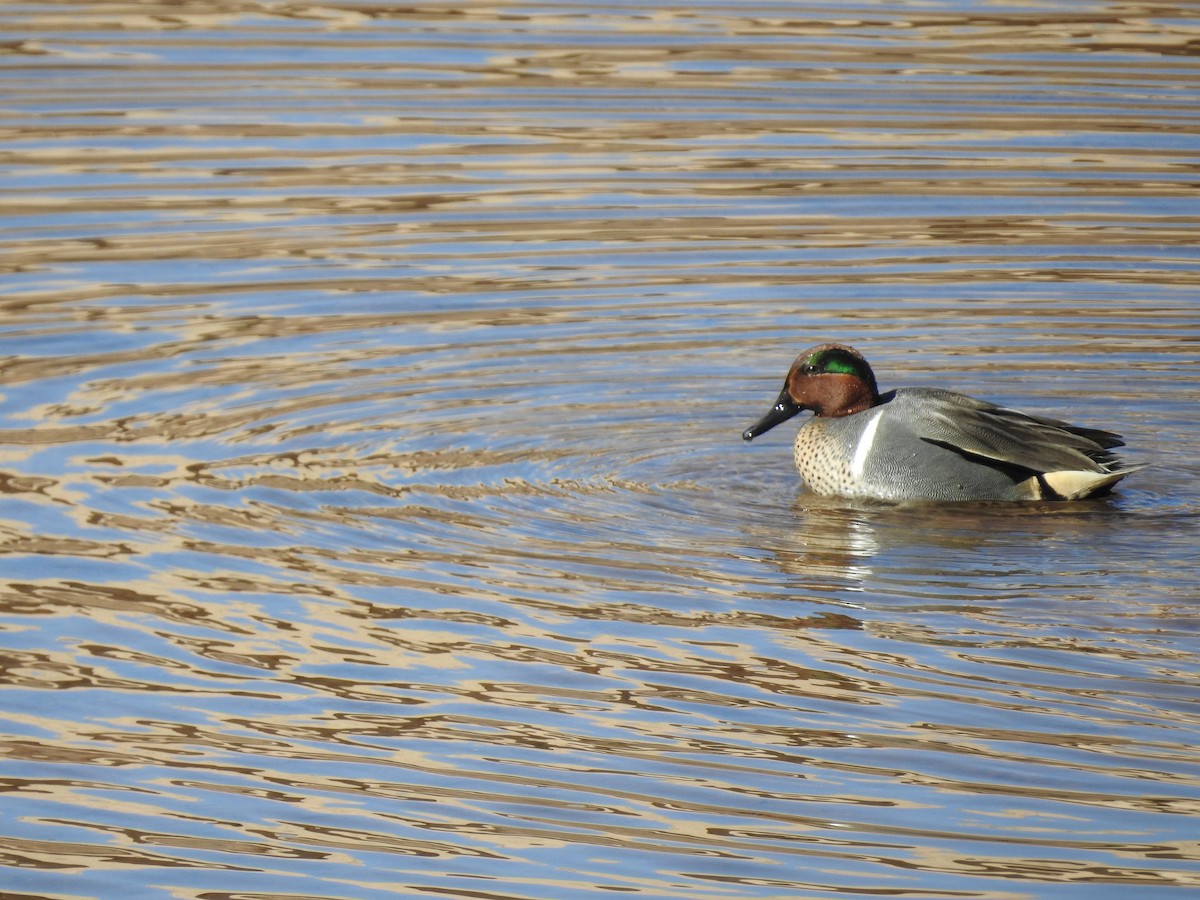 Green-winged Teal - ML315523701