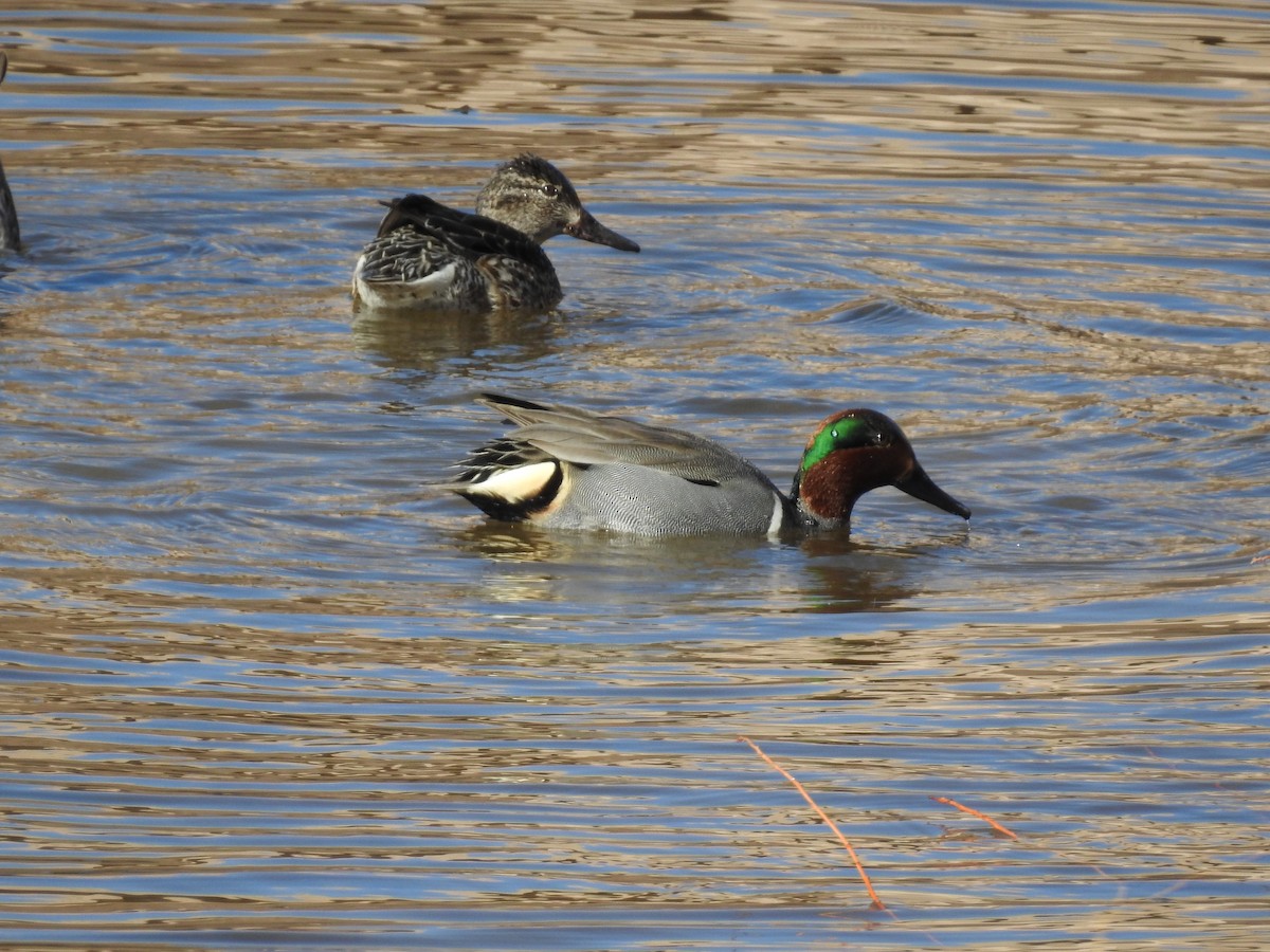 Green-winged Teal - ML315523711