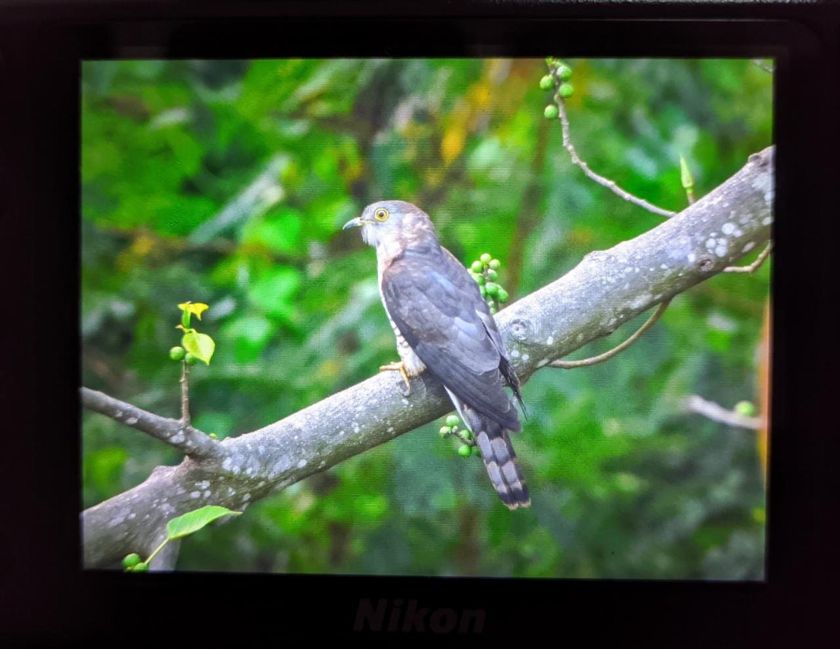 Common Hawk-Cuckoo - Amit Modak