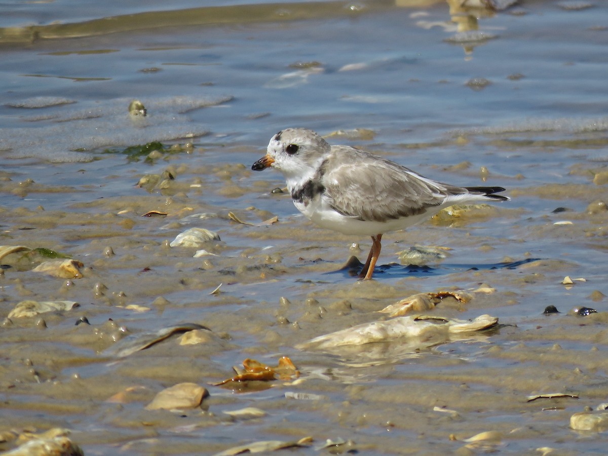 Piping Plover - Jeff Ludlow