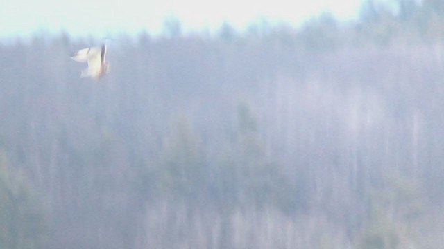 Short-eared Owl (Northern) - ML315538021