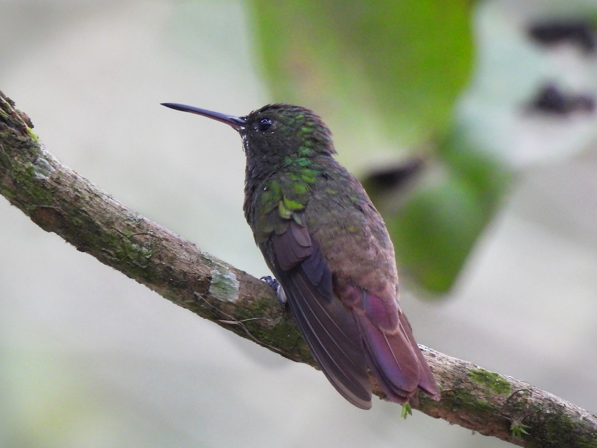Green-bellied Hummingbird - ML315539181
