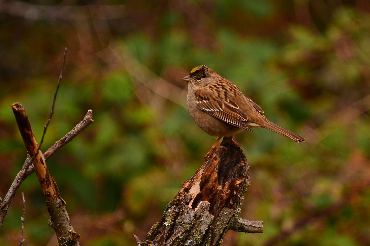 Golden-crowned Sparrow - Aidan Brubaker