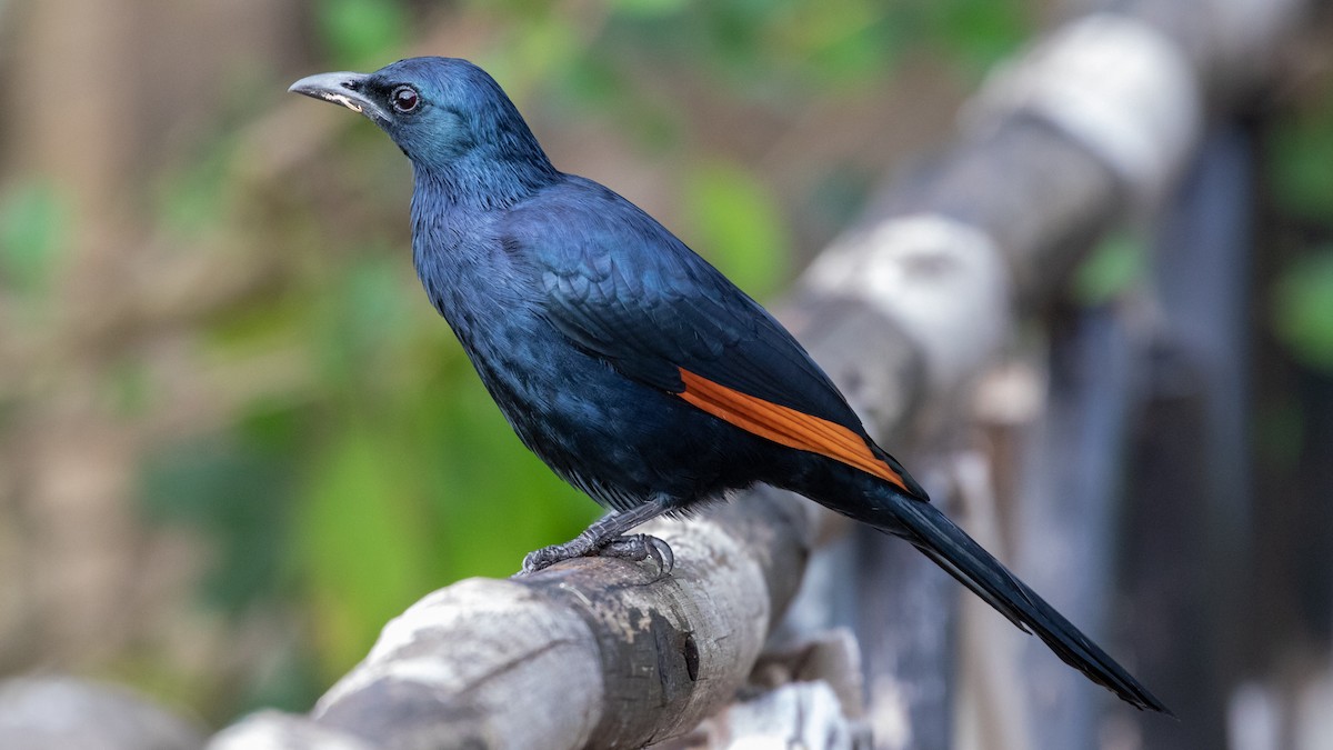 Red-winged Starling - ML315546551