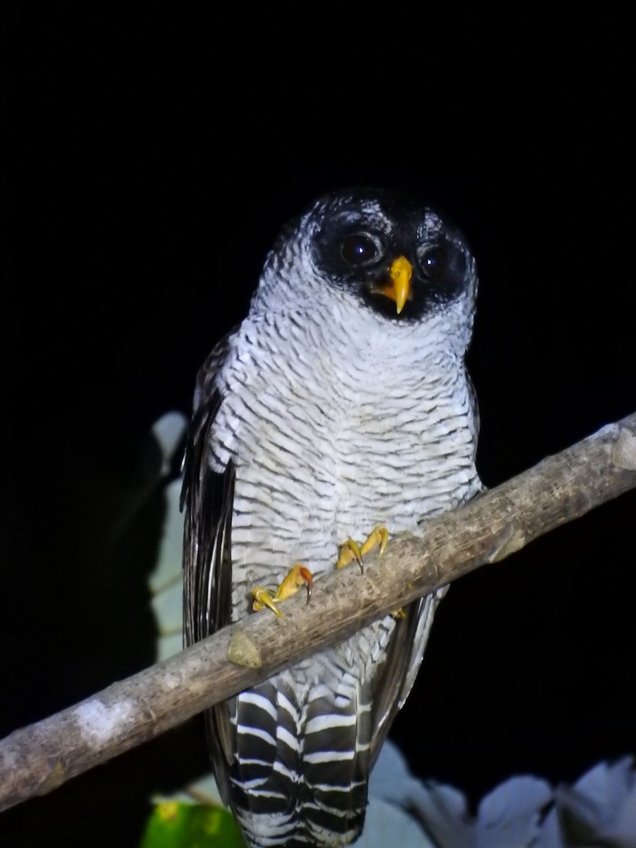 Black-and-white Owl - André Sebastián