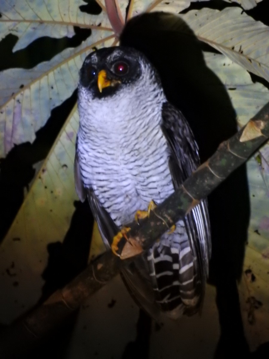 Black-and-white Owl - André Sebastián