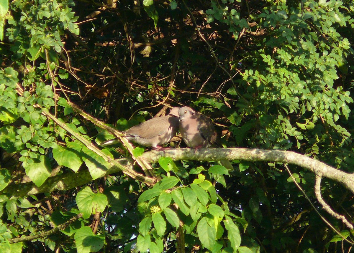 Mourning Collared-Dove - ML315555221