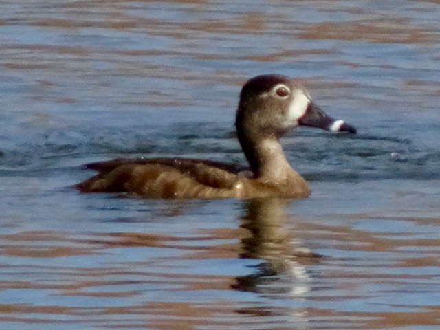 Ring-necked Duck - ML315556301