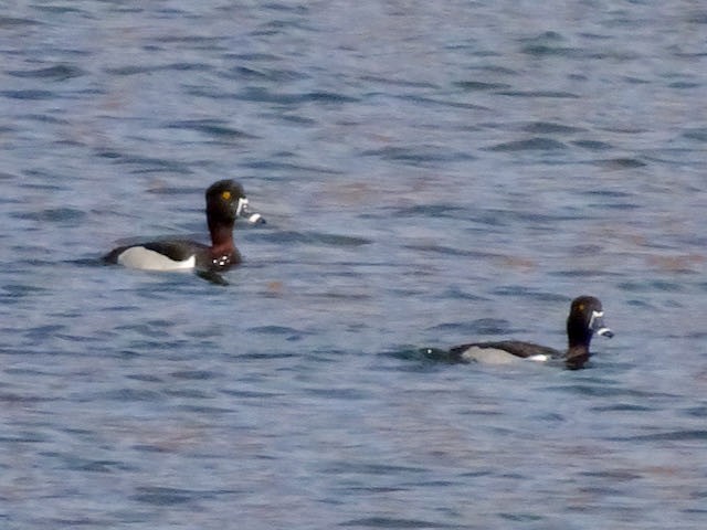 Ring-necked Duck - ML315556331