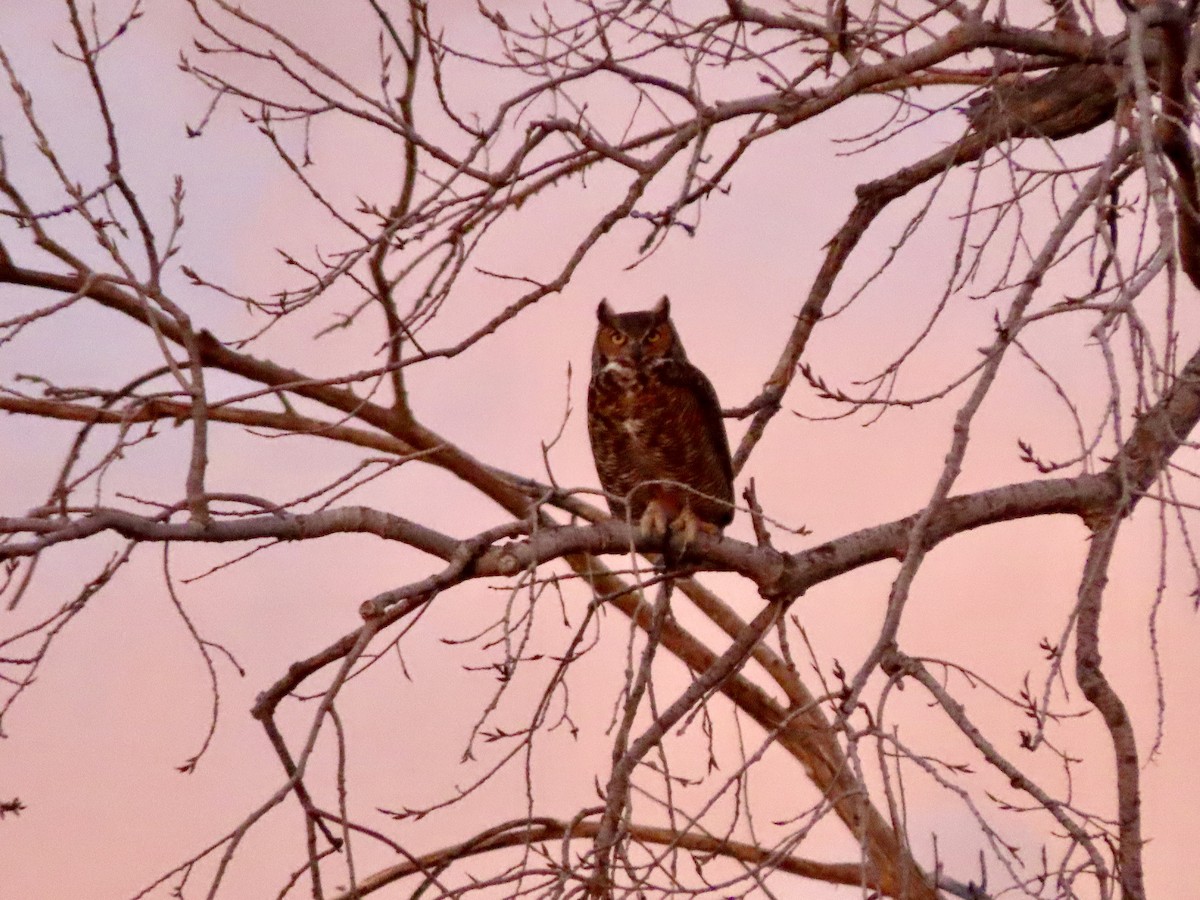 Great Horned Owl - ML315558371