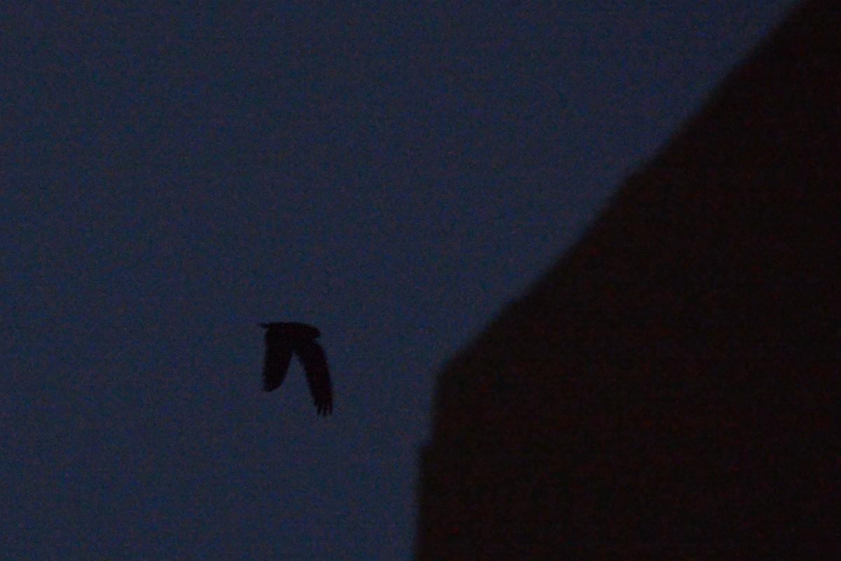 Short-tailed Nighthawk - Jorge Dangel