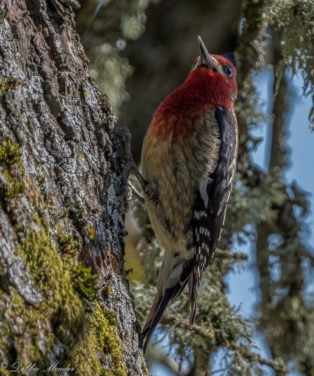 Red-breasted Sapsucker - ML315561971